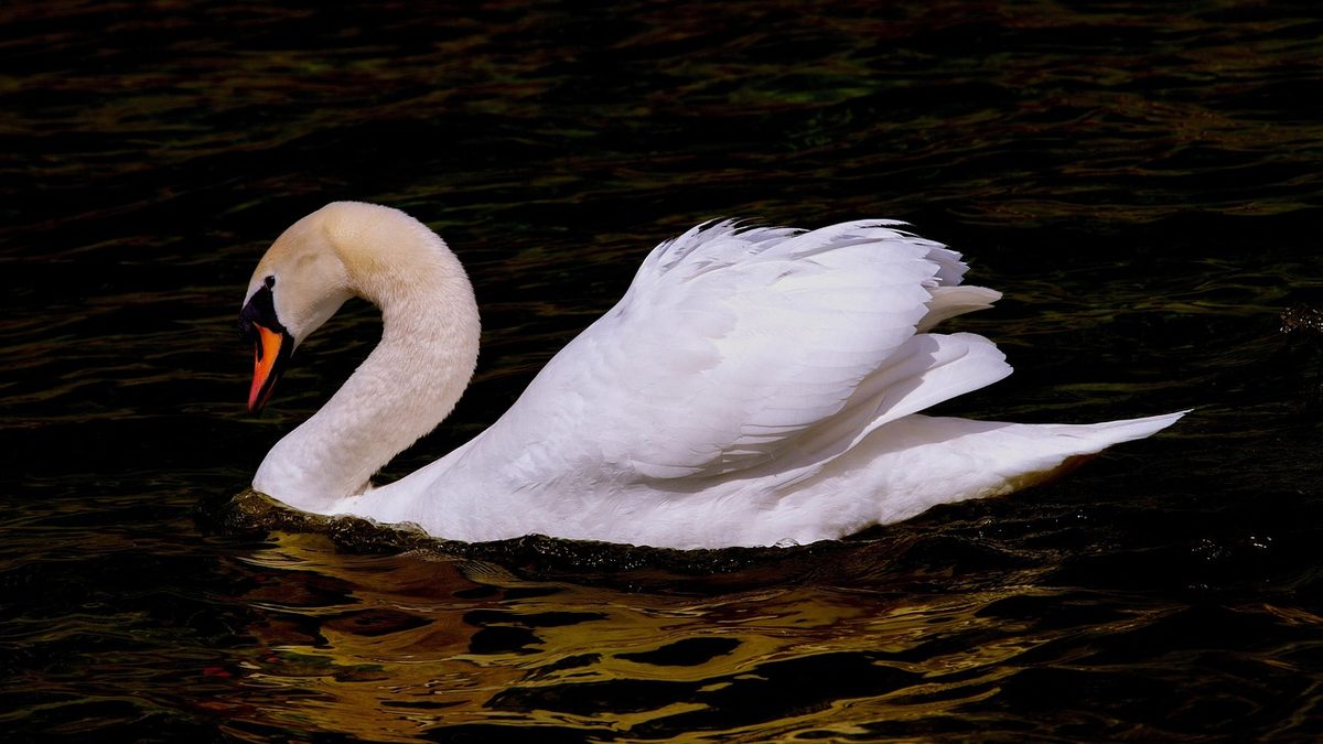 swan