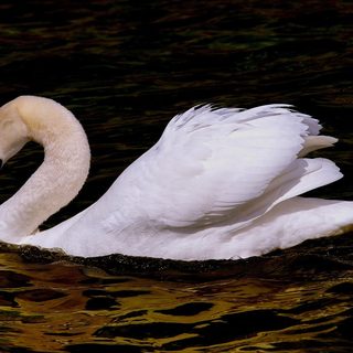 swan