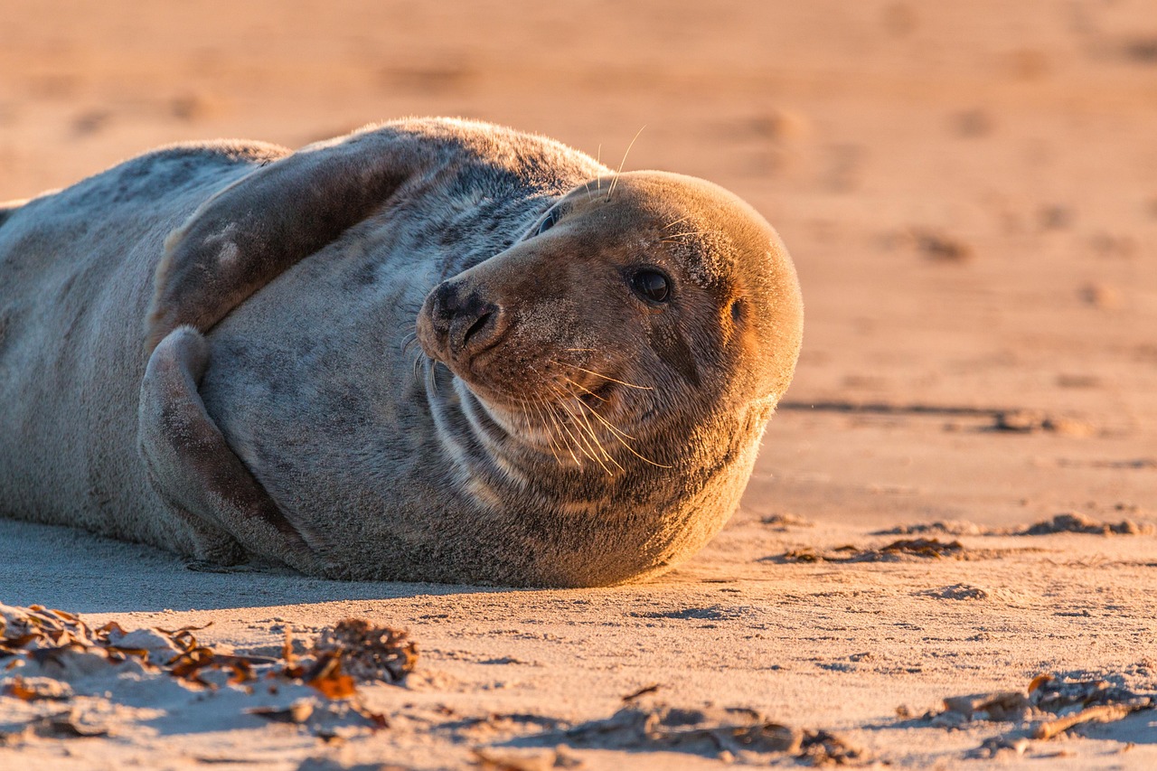 27. Gerolsteiner Helgoland Marathon – Helgoland, Deutschland